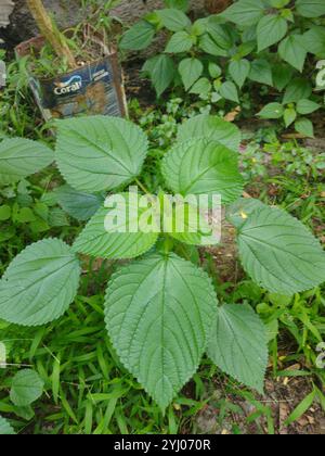 Westindische Holznessel (Laportea aestuans) Stockfoto