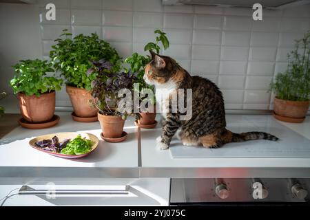 Interessierte Katze sitzen auf Kücheninduktionsofen in der Nähe eines kleinen Gartens mit Zimmerpflanzen Kräutern in Tontöpfen Stockfoto