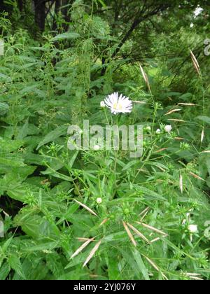 Michaelmas-Gänseblümchen (Symphyotrichum x salignum) Stockfoto