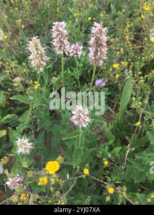 Riesenhysop aus Brennnessel (Agastache urticifolia) Stockfoto