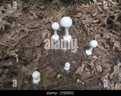 Amerikanische abrupte Bulbed Lepidella (Amanita abrupta) Stockfoto