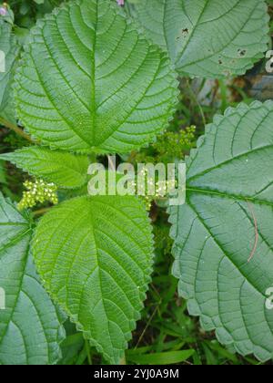 Westindische Holznessel (Laportea aestuans) Stockfoto
