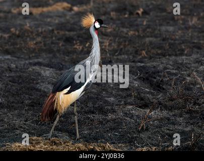 Gekrönter Krane auf verbranntem Grasland Ngorongoro-Krater, Tansania, Ostafrika Stockfoto