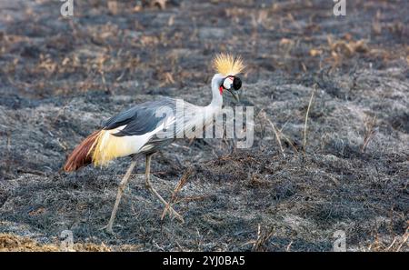 Gekrönter Kranich, der auf verbranntem Gras in Ostafrika läuft Stockfoto