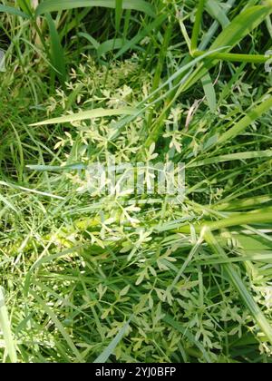 Feinblättriges Wassertropfenkraut (Oenanthe aquatica) Stockfoto