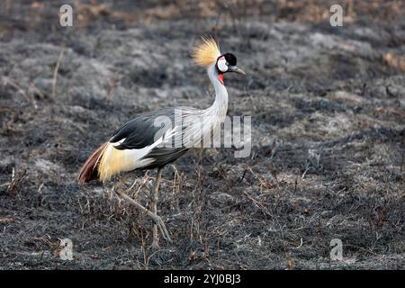 Gekrönter Krane auf verbranntem Grasland Ngorongoro-Krater, Tansania, Ostafrika Stockfoto