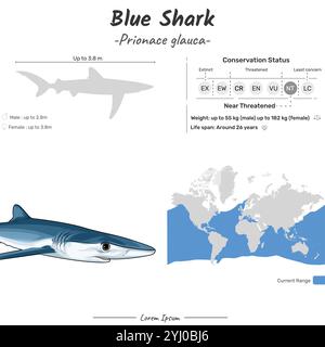 Prionace glauca Blauhai geographische Reichweite. Für Inhalte des Tierwissens, Forschungsbedarf, allgemeine Tierbildung. Stock Vektor