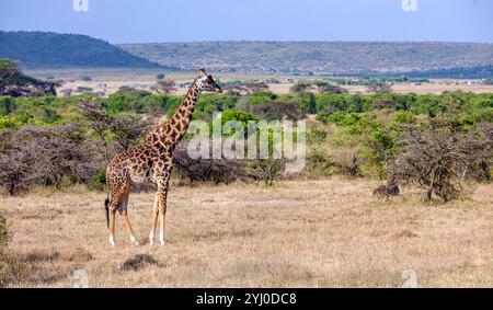 Giraffe im Masai Mara Nature Reserve Kenia, Afrika Stockfoto