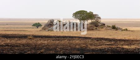 Kopje-Gesteinsvorsprung und verbrannte Erde aus dem Waldbrand in Afrika Stockfoto