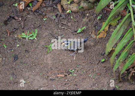 Orange-billed Sparrow (Arremon aurantiirostris) Stockfoto