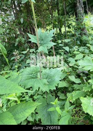 Blassindische Banane (Arnoglossum atriplicifolium) Stockfoto