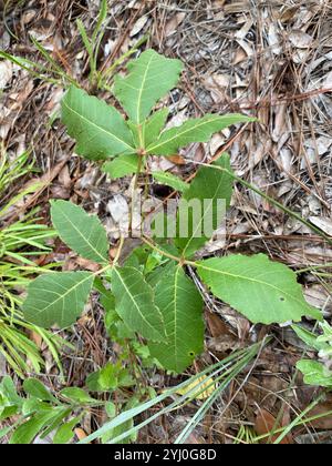 Atlantische Gifteiche (Toxicodendron pubescens) Stockfoto