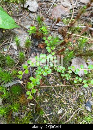 Kriechbeere (Gaultheria hispidula) Stockfoto