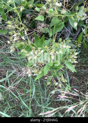 Western White Clematis (Clematis ligusticifolia) Stockfoto