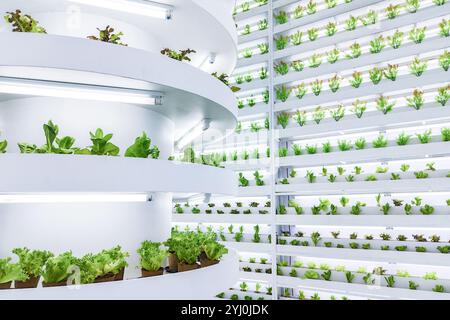Vertikaler Indoor-Betrieb mit mehreren Schichten hydroponischer Pflanzen unter LED-Beleuchtung. Moderne Agrartechnologie für die städtische Landwirtschaft und nachhaltige Ernährung Stockfoto