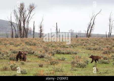 Grizzly Bear #399 des Grand Teton National Park führt eine Cub in Schneefall, Grand-Teton-Nationalpark, Wyoming Stockfoto