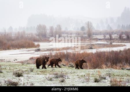 Grizzly Bear #399 des Grand Teton National Park führt eine Cub in Schneefall, Grand-Teton-Nationalpark, Wyoming Stockfoto