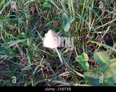 Weiße Dunstkappe (Conocybe apala albipes) Stockfoto