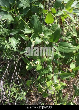 Western White Clematis (Clematis ligusticifolia) Stockfoto