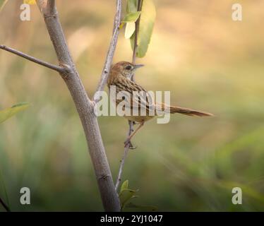 Eine Cisticola mit goldenem Kopf, die auf einem Ast thront Stockfoto