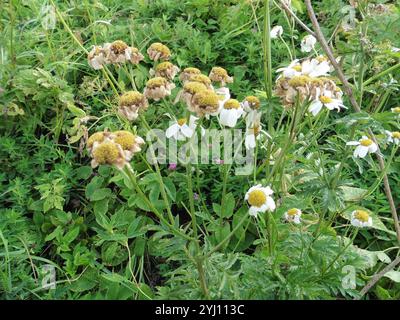 Duftloses Feverfew (Tanacetum corymbosum) Stockfoto