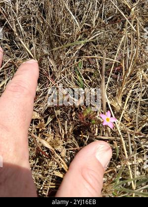 Variable Linanthus (Leptosiphon parviflorus) Stockfoto