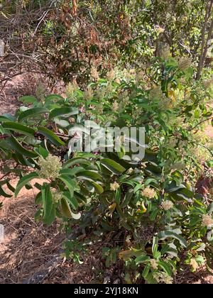 lorbeersumac (Malosma laurina) Stockfoto