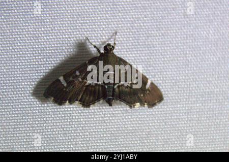 Gefleckte Rüben Webworm Motte (Hymenia perspectalis) Stockfoto