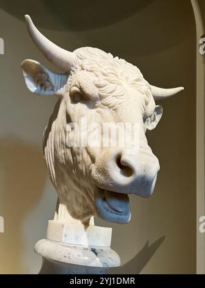 Gaetano Montis Kopf eines Bull Ein geschnitzter, weißer Marmor, realistischer Stierkopf mit Hörnern, Haaren. In der National Gallery of Art Museum in Washington DC. Stockfoto