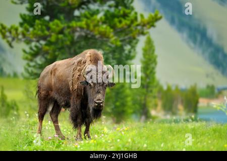 Großer Bison-Mann im Wald mit Berg und See Stockfoto