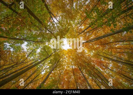 Im Herbst blickt man durch ein Baumkrondach mit Bäumen in leuchtenden Grün-, Gelb- und Orangentönen. Die Blätter erzeugen ein warmes, farbenfrohes ce Stockfoto