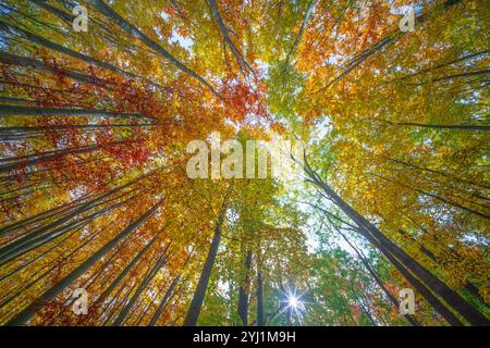 Im Herbst blickt man durch ein Baumkrondach mit Bäumen in leuchtenden Grün-, Gelb- und Orangentönen. Die Blätter erzeugen ein warmes, farbenfrohes ce Stockfoto