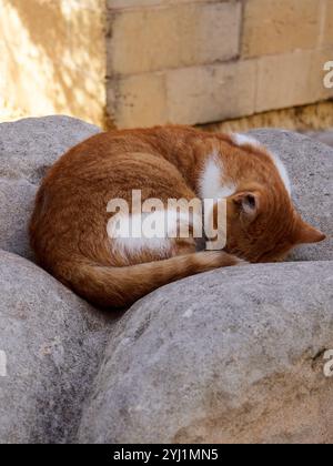 Niedliche rote Katze, die auf dem Stein im Garten schläft. Gestreifte Katze Stockfoto