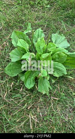 Amerikanische Kochbanane (Plantago rugelii) Stockfoto
