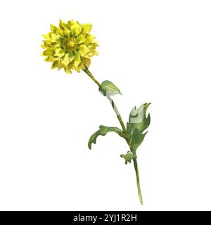 Aquarellillustration einer gelben Chrysanthemenblume. Handgemalte Aquarell Clipart für Grußkarte, Verpackung, Hochzeitseinladung. Stockfoto