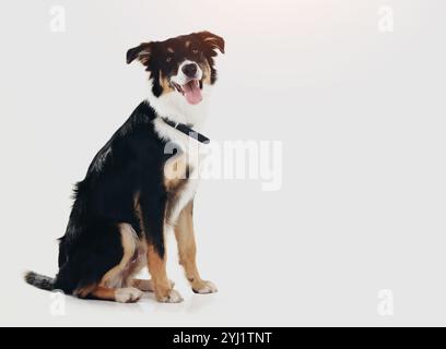 Entspannen Sie sich, Platz und Porträt des Hundes im Studio für Tierpflege, gesunde Tieradoption oder Mockup. Border Collie, Loyalität und glückliches Gesicht eines ruhigen Welpen mit Stockfoto