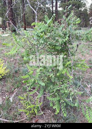 New Mexico Heuschrecke (Robinia neomexicana) Stockfoto