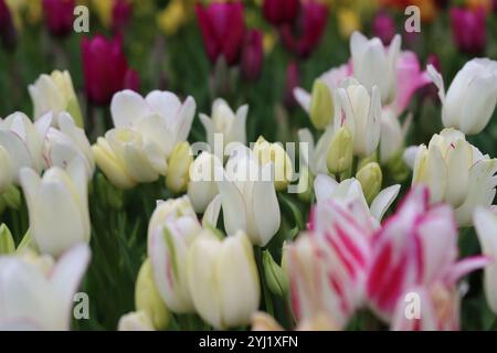 Nahaufnahme von weißen, blassgelben und rosa Tulpen in einem Frühlingsgarten Stockfoto