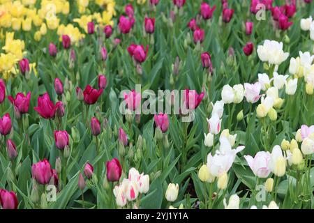 Reihen von hellen Tulpen in einem Frühlingsgarten Stockfoto