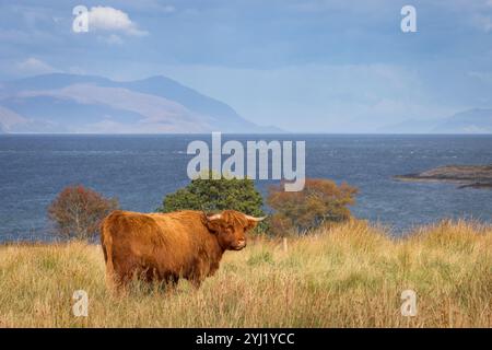 Highland Cow [ Bos taurus taurus] auf dem Feld des langen Grases auf der Isle of Mull mit Bergen auf dem schottischen Festland im Hintergrund Stockfoto