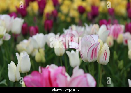 Nahaufnahme von weißen, blassgelben und rosa Tulpen in einem Frühlingsgarten Stockfoto