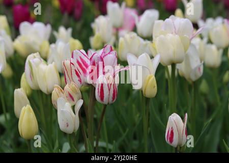 Nahaufnahme von weißen, blassgelben und rosa Tulpen in einem Frühlingsgarten Stockfoto