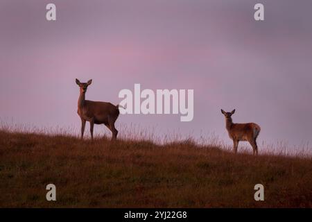Rotwild [ Cervus elaphus ] Weibchen oder Hind mit Kalb am Hang im frühen Morgenlicht, Isle of Mull, Schottland Stockfoto