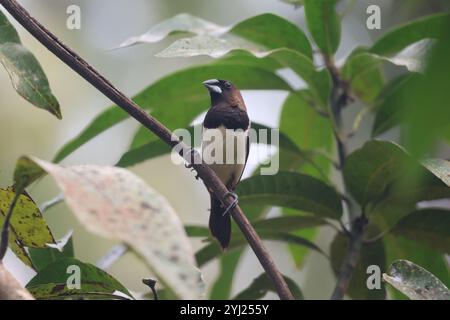 Der Vogel mit dem Namen White, die auf einem Baum auf einem offenen Hof sitzt Stockfoto