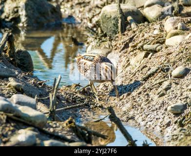 Der Jack Snipe oder Jacksnipe (Lymnocryptes minimus) auf der Suche nach Agia Varvara, Zypern. Stockfoto