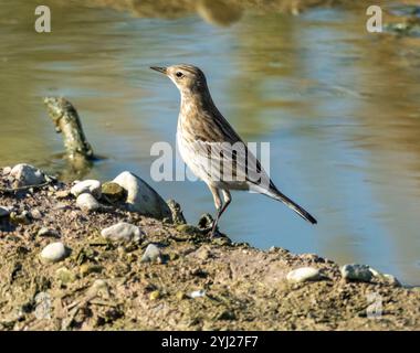 Wasserpipit (Anthus spinoletta) Agia Varvara, Zypern Stockfoto