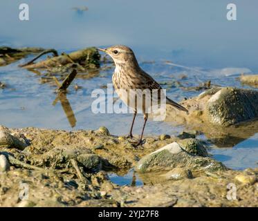 Wasserpipit (Anthus spinoletta) Agia Varvara, Zypern Stockfoto