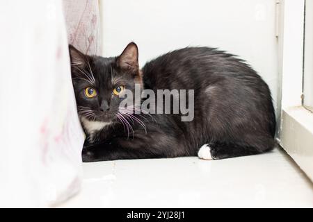 Eine schwarz-weiße Katze liegt bequem auf dem Boden direkt neben einem Fenster und genießt die Aussicht und das einströmende Sonnenlicht Stockfoto