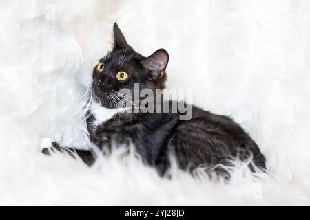 Eine schwarz-weiße Katze, die sich durch ihre auffälligen gelben Augen auszeichnet, liegt bequem auf einer weichen, flauschigen weißen Decke im Zimmer Stockfoto