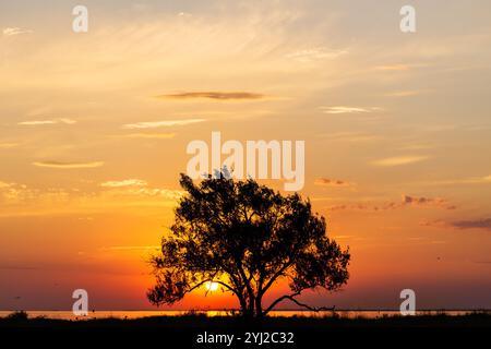 Wunderschöner Sonnenaufgang oder Sonnenuntergang an der Küste mit Akazienbaum Silhouette. Silhouette, großer Baum, weitläufiger, perfekter Hintergrund. Das orangefarbene Licht von Stockfoto